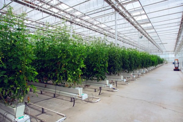 炫多配资 活力中国调研行丨来到这家“植物工厂”, 就知道智慧农业究竟有多炫酷